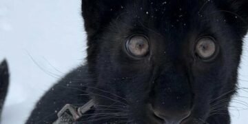 Диво у парку під Києвом: народилося рідкісне чорне дитинча леопарда