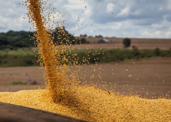 Аграрии недополучили $180 млн из-за введения экспортных пошлин на сою и рапс.