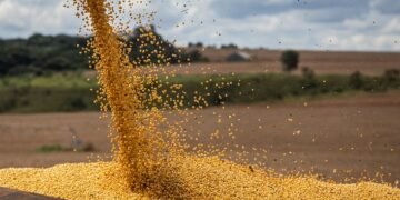 Аграрии недополучили $180 млн из-за введения экспортных пошлин на сою и рапс.