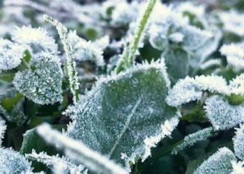 Київ накриють нічні заморозки: рослини під загрозою смерті