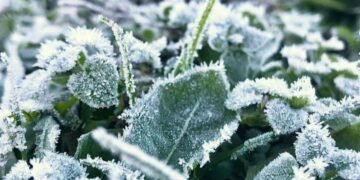 Київ накриють нічні заморозки: рослини під загрозою смерті