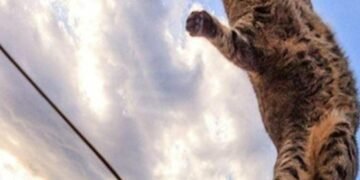 Штормовий вітер і мороз по ґрунту: Київ попередили про небезпечні дні