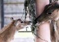 Бебі-бум у Києві: у зоопарку народилися рідкісні антилопи