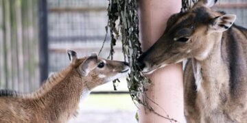 Бебі-бум у Києві: у зоопарку народилися рідкісні антилопи