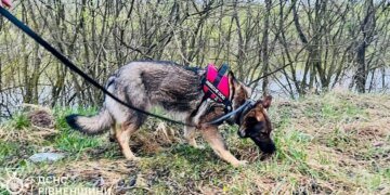 Спасатели продолжают поиски пропавшего 4-летнего мальчика в Ровенской области. ВИДЕО