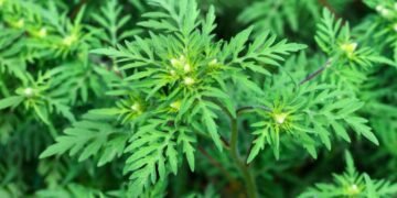 Мільйони з бюджету за неіснуючу роботу: у Києві викрили схему з бур’янами