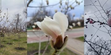 Київ у рожевому цвіті: топ-найкращих місць для прогулянок під сакурами