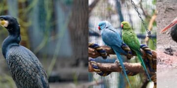 Яскраве поповнення: екзотичні птахи оселилися просто неба в Києві