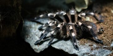 Проснулись на три месяца раньше: в Днепропетровской области заметили первых тарантулов