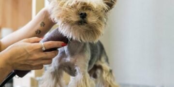 Жорстокість чи фейк: у Києві перевіряють грумінг-салон