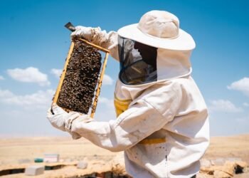 Украинский экспортер меда из-за таможенных барьеров хочет локализовать производство в ЕС.