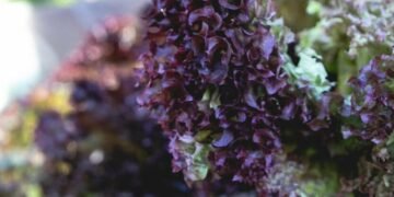 Ярмарки столиці під прицілом: що треба знати відвідувачам цього тижня