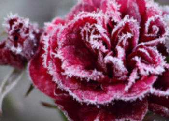 На Київщину повертаються заморозки: коли знизиться температура, – ФОТО