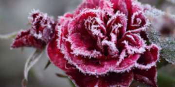 На Київщину повертаються заморозки: коли знизиться температура, – ФОТО