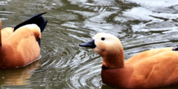 На межі вимирання: в Київзоо показали рідкісних птахів, – ФОТО
