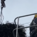 Безпека лелек під загрозою: що сталось на Київщині – ВІДЕО