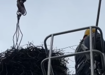 Смертельна небезпека для лелек Київщини: як енергетики здійснили порятунок, – ВІДЕО