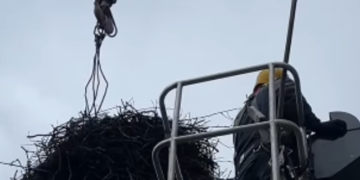 Смертельна небезпека для лелек Київщини: як енергетики здійснили порятунок, – ВІДЕО