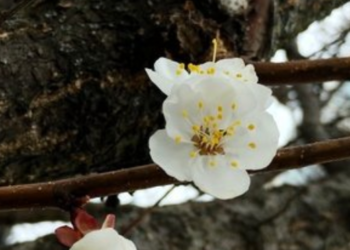 Заморозки чи потепління після Великодня: що прогнозують синоптики Києва