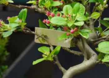 Дерева в мініатюрі: в ботсаду Києва відбудеться безкоштовна виставка, – ФОТО