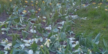 Замість зелених зон – тони сміття: що сталось у Києві, – ФОТО