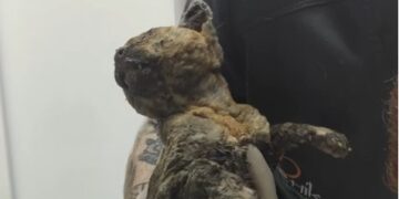 Руїни не відпускають: врятована кішка стала ще однією жертвою атаки на Київ