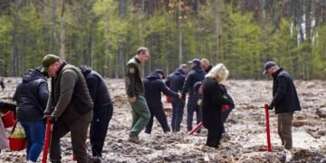 Замість мін: на Київщині відроджують ліси після окупації