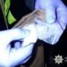 Небезпечна схема в Києві: кокаїн у старому одязі та доставка через таксі