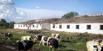 Армія рф вдарила дроном по фермі на Сумщині: частина худоби загинула, ще частина – поранена