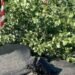 Дорога буквально вибухає від спеки: під Києвом на трасі почали здійматися бетонні плити