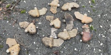 У Херсоні комунальник підірвався на російській міні "Пелюстка"
