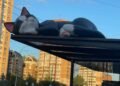 Чому на зупинках Києва з’явилися величезні коти: у КМДА дали відповідь