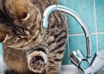 Вода у Києві може різко подорожчати: назвали нову суму за кубометр
