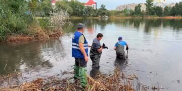 Друге забруднення за місяць: в Києві фіксують загибель риби та птахів