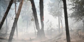 За добу в Україні виникло 14 лісових пожеж на площі 12,3 га – оголошено найвищий рівень небезпеки