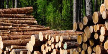 Охранники заповедного леса сами организовали его незаконную вырубку – дело на Тернопольщине. ВИДЕО