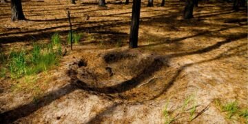 «Мурашиний постапокаліпсис»: що відбувається з природою Київщини після масштабних пожеж