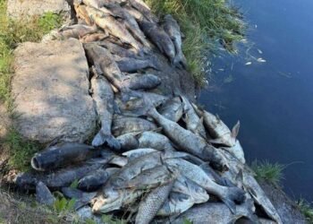 Близько 3 тонн загиблої риби: на Київщині фіксують надзвичайну екологічну ситуацію