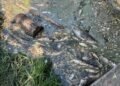 Вода из водоемов Борщаговки: что показали первые анализы после гибели трех тонн рыбы