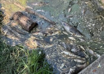 Вода из водоемов Борщаговки: что показали первые анализы после гибели трех тонн рыбы