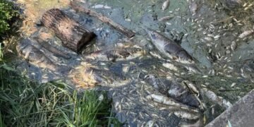 Вода из водоемов Борщаговки: что показали первые анализы после гибели трех тонн рыбы