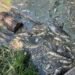 Вода из водоемов Борщаговки: что показали первые анализы после гибели трех тонн рыбы