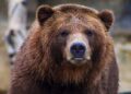 У Чорнобильській зоні після пожежі знайшли сліди величезного хижака: він знову повернувся