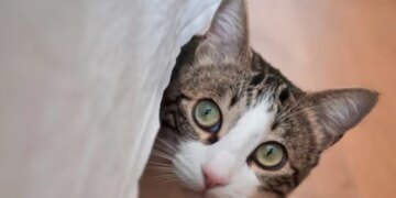 Одессит едва не сгорел в собственной квартире из-за кота. ВИДЕО