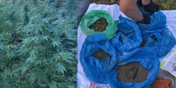 Конопля у церкви, а дома — почти 1,6 кг каннабиса и пистолет: 53-летнего жителя Львовщины отдают под суд