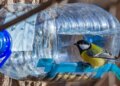 Закон и кормушка для птиц: что нужно знать, прежде чем установить её в лесу