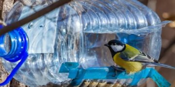 Закон и кормушка для птиц: что нужно знать, прежде чем установить её в лесу