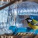 Закон и кормушка для птиц: что нужно знать, прежде чем установить её в лесу