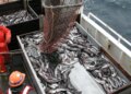 Без рыбы, но с разведданными: ЕС ввёл санкции против российских рыболовных компаний за шпионаж у подводных кабелей