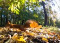 Синоптики предупредили о дождях и потеплении до +20°